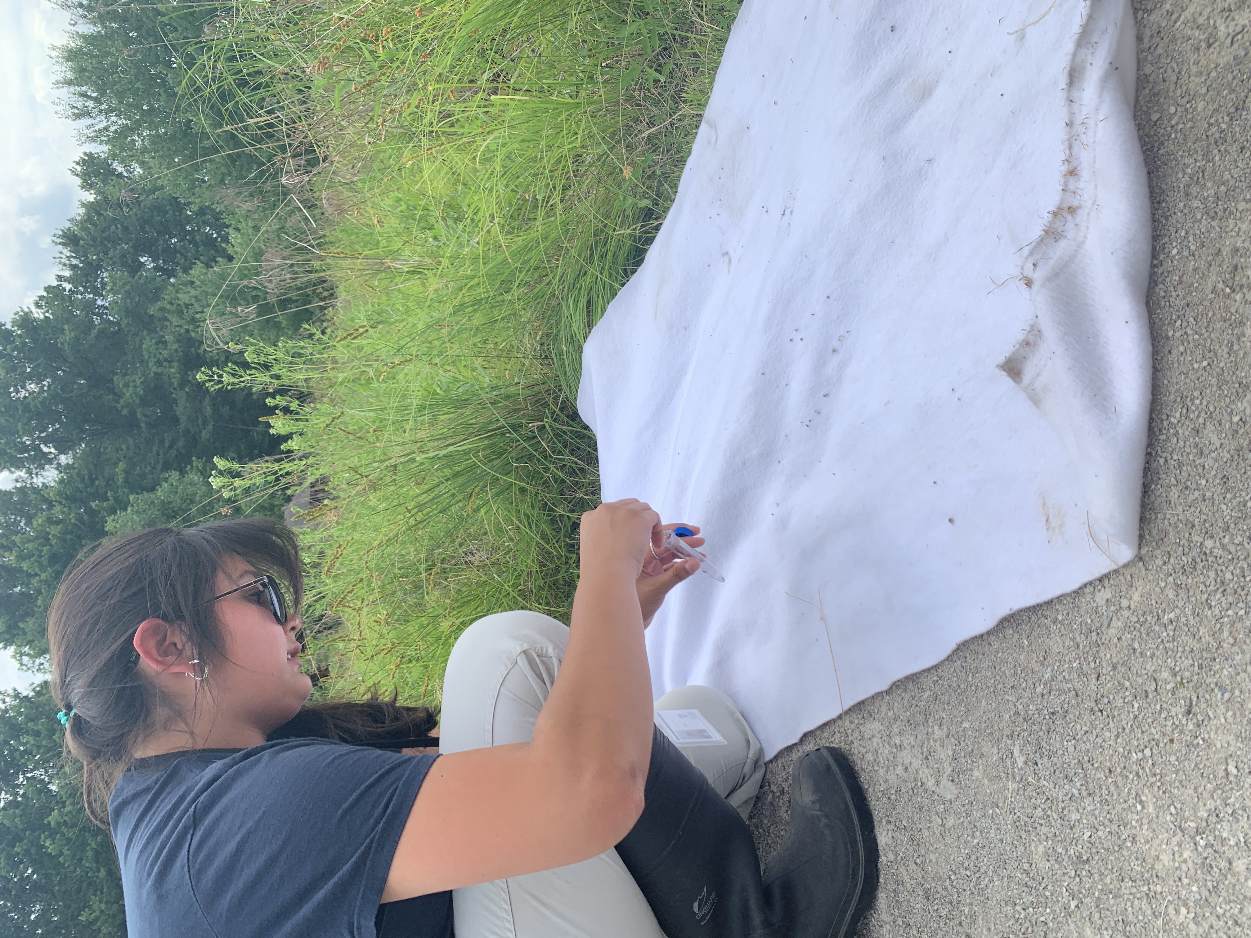 image description: Intern collects ticks after flagging a field.