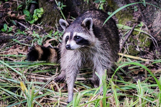 Raccoon's may carry rabies