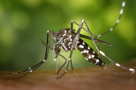 Mosquito Close UP