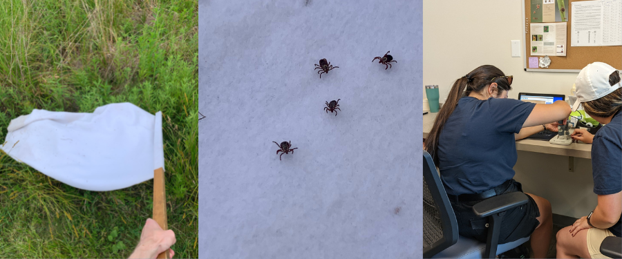 White flag dragging through grass to collection ticks.