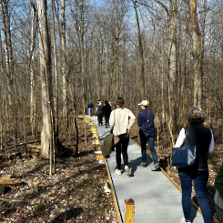 a group of people walking away from the camera along a raised boardwalk in springtime woods